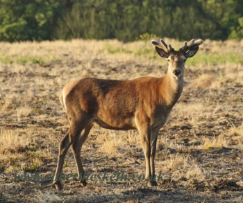 RED-DEER-EDIT-low-res-ROBERT-HESKETH-8-Copy (1)